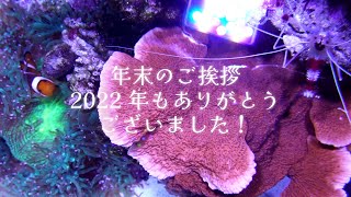 年末のご挨拶と稚魚ちゃんの様子。今年も1年ありがとうございました❀アクアリウム 海水魚水槽 marin aquarium