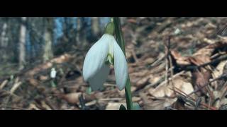 Kikeleti hóvirág (Galanthus nivalis)