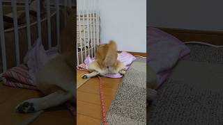 【豆柴リンちゃん】尻尾ゆらゆら〜　#shorts #dog #豆柴 #柴犬 #犬 #可愛い #癒し