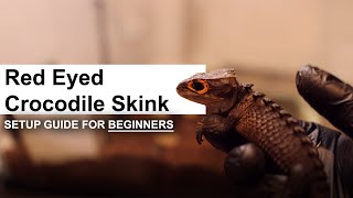 Complete Red Eyed Crocodile Skinks Care and Setup Guide for Beginners | GECKOPIA