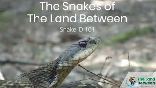 Ontario Snake ID 101 | The Land Between