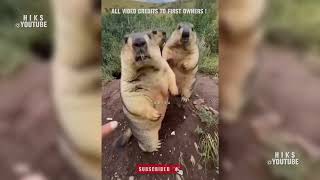 🔞 Animal Funny Videos Sinhala | සත්තු කතා කරන වීඩියෝ | සත්තුන්ගේ ආතල් විතරමයි | H I K S