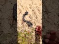 ചത്ത പോലെ അഭിനയിക്കുന്ന പാമ്പ് zombie snake 🐍 shorts