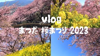 【vlog】まつだ桜まつり 2023🌸河津桜満開😊