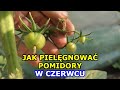 Jak Pielęgnować Pomidory w Czerwcu - Usuwanie Ogonków, Wilków, Opryski, Zaraza ziemniaka, Zapylanie.