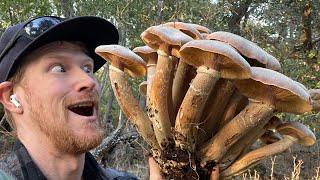 Method for Cooking Honey Mushrooms (Armillaria mellea) and Pizza Recipe: Relaxing Kitchen Time