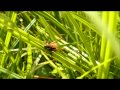 Gesang Roesels Beißschrecke / Roesel's Bush-Cricket singing (Metrioptera roeseli)