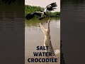 the incredible saltwater crocodile😯😉 marinelife crocodiles sealife saltwater