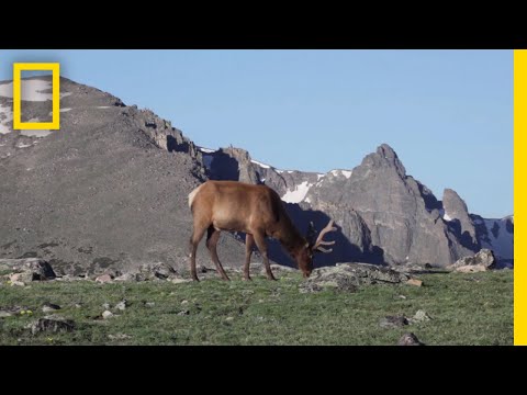 Do tundras have forests?