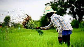 உழைக்கும் வர்க்கம் இந்த முத்தரையர் சமூகம் || பாலையநாடு || பாலையநாட்டு அம்பலக்காரர் ||வேளாண் குடி 💚