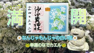 ふらっと神社♭41沙沙貴神社⛩️なんじゃもんじゃの白い花🌼季節の花御朱印🖌️#神社巡り #滋賀県近江八幡安土