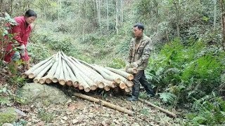 大叔去山裏砍毛竹，壹次可以搬運幾十根，真厲害！壹起來看看