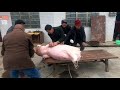 Pig Slaughter - It's a clever way to kill pigs. It'll be done in a few minutes