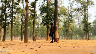 Sonajhuri Forest Atithi Nivas Shantiniketan