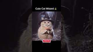 The cat is a Wizard #cat #cute #kitten #funny #catlover #kitty