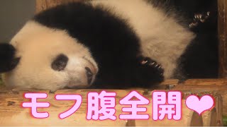 9/1シャンシャンもふもふフワフワのお腹が全開！giantpanda uenozoo@tokyo