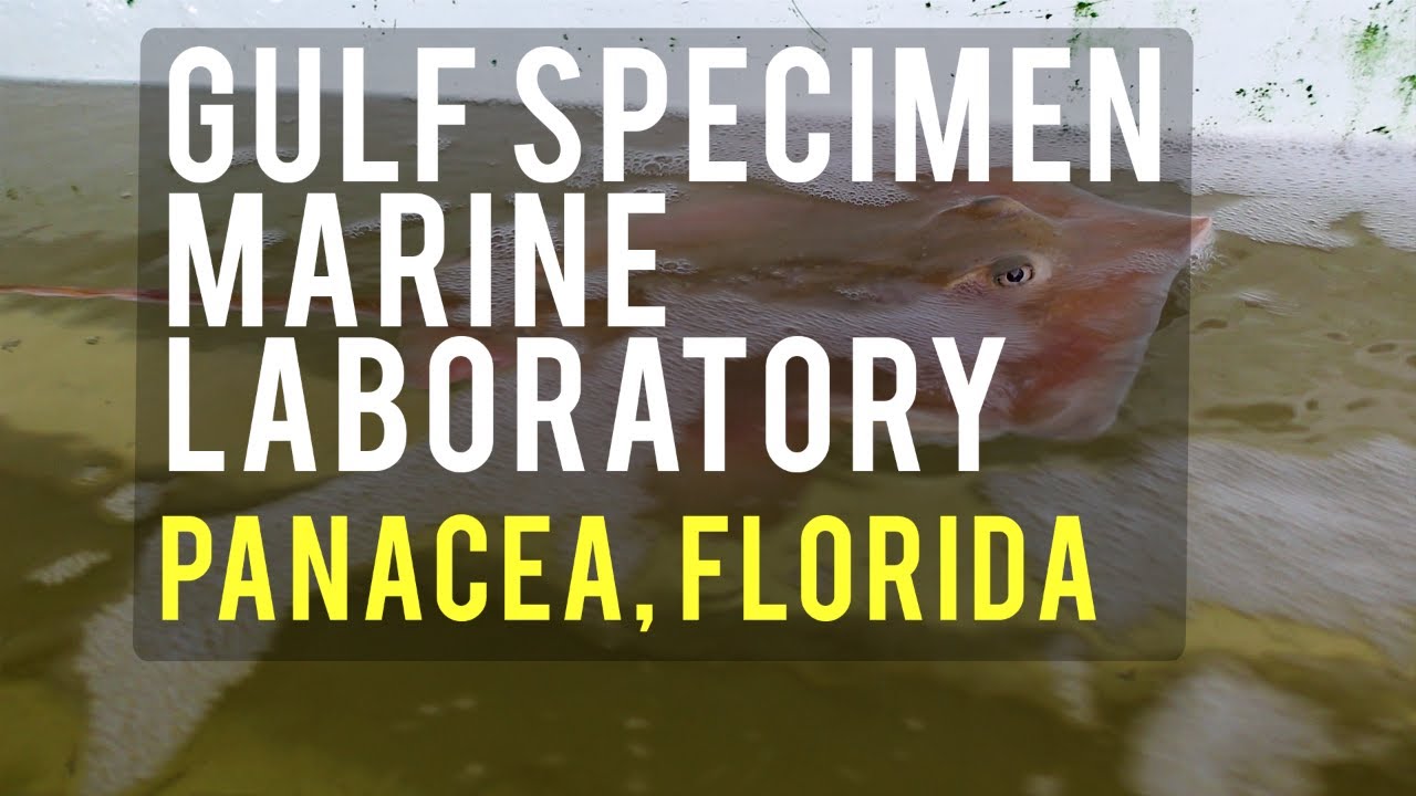 Gulf Specimen Aquarium - Panacea, Florida - YouTube