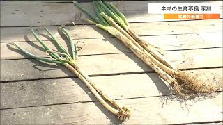 「300gの束を作るのに去年の倍の本数必要」高温障害でネギの生育不良が深刻に　農家「細いので売上には繋がらない」