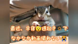 飽きるの早っっ(笑)【シマリス♪リッちゃんの日常80】