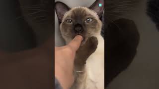 Why Cats Suck On Your Finger 😨