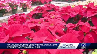 Lincoln horticulture club prepares over 1,000 poinsettias for annual sale