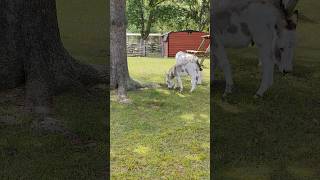 two mini donkeys in hot sun #donkey #animal #animals #toronto #trending #viral #shortsviral #vlog