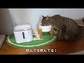 i stopped to use the automatic water dispenser for cats. the reason why...