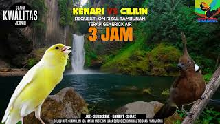 Download Lagu REQUEST MASTERAN CILILIN DAN KENARI SUARA JERNIH... MP3 Gratis