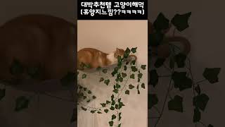 돈 안아까운 집사와 고양이 모두 찐 만족템!!(내돈내산ㅋㅋ)