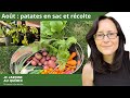 Quoi faire en août au potager: la récolte