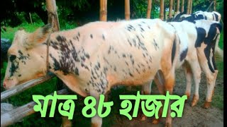 মাত্র 48 হাজার টাকার লটে সুন্দর সুন্দর বকনা বাচ্চা দেখুন