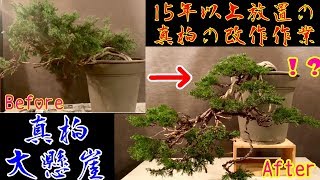 あまりない真柏大懸崖樹形へ！15年以上放置の真柏の改作！大品盆栽 How to create a Japanese Juniper BONSAI  た