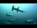 Diving Indonesia - Short of Hammerhead sharks in the Banda Sea