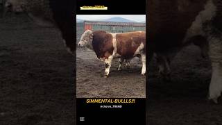 SIMMENTAL-BULLLS!!! Mana xaqiqiy tozza qonli Simmental Buqalar!!!