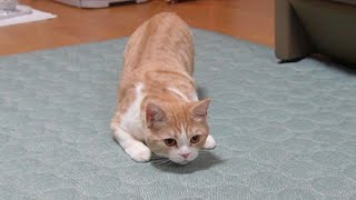 【やんのかステップ猫】思わずツッコミたくなる猫の行動【スコティッシュフォールド】【アビシニアン】