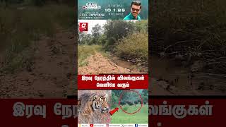 காடு அமைதியா இருந்தா புலி வேட்டை confirm😱 எச்சரிக்கும் ranger | Vanamagangal