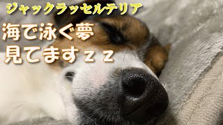 【癒やし動画】ジャックのリロちゃん泳ぐよー！　 #shorts