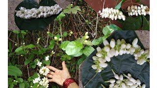 ಔಷಧೀಯ ದುಂಡು ಮಲ್ಲಿಗೆ ನೆನಪು.ಕಾಡುದುಂಡುಮಲ್ಲಿಗೆ ದಿಂಡು- ೩ರೀತಿಯ ದಂಡೆMedicinal RoundJasmine-PooMala/ Garland