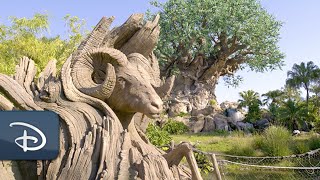 Celebrate Earth Day With Disney's Animal Kingdom Nature Sounds | Walt Disney World