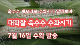 대학찰 옥수수 수확시기 결정 수확시기 개꼬리로 알아보기 [옥수수재배방법]