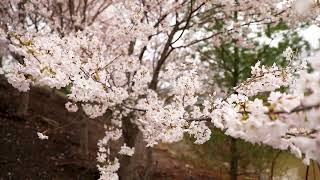 Spring 2022 Cherry Blossom Update | Richard \u0026 Helen DeVos Japanese Garden