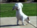 World's Smartest Dog Jesse performs Amazing Dog Tricks World's Smartest Dog Jesse performs Amazing Dog Tricks
