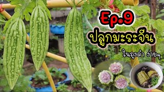 Ep.9 ปลูกมะระจีนกินเอง | Uro ลุยสวน