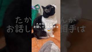 不思議な現象？人には見えにくい◯◯と話をする猫のたかもりくん#猫の不思議な世界