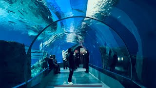 NORTHERN EUROPE’S LARGEST AQUARIUM 😍😍 |THE LINDEMANS