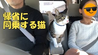 助手席は俺の場所ニャ！車で帰省する猫　保護猫ハナ♂