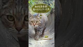 The cat was disappointed that the raccoon dog ate all the peanuts for the wild birds #トレイルカメラは見た