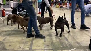 CQD BTK -65th International Dog Show CACIB Belgrade,17th November 2019