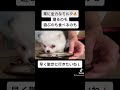 はじめてのご飯【犬　ポメラニアン　白】 shorts ポメラニアン ポメラニアン子犬