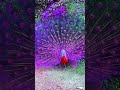 amazing peacock dance 🦚 video shorts youtubeshorts shortvideo sbyshorts